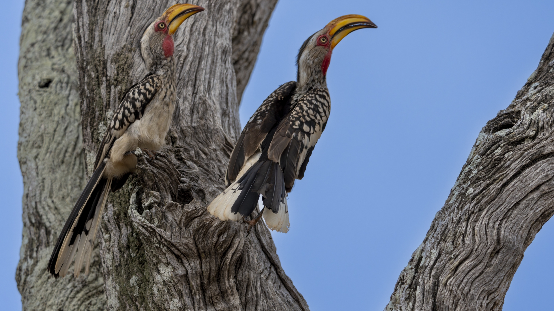 Kruger25 2025 11 06 07 21 07 ILCE 1M2 2464